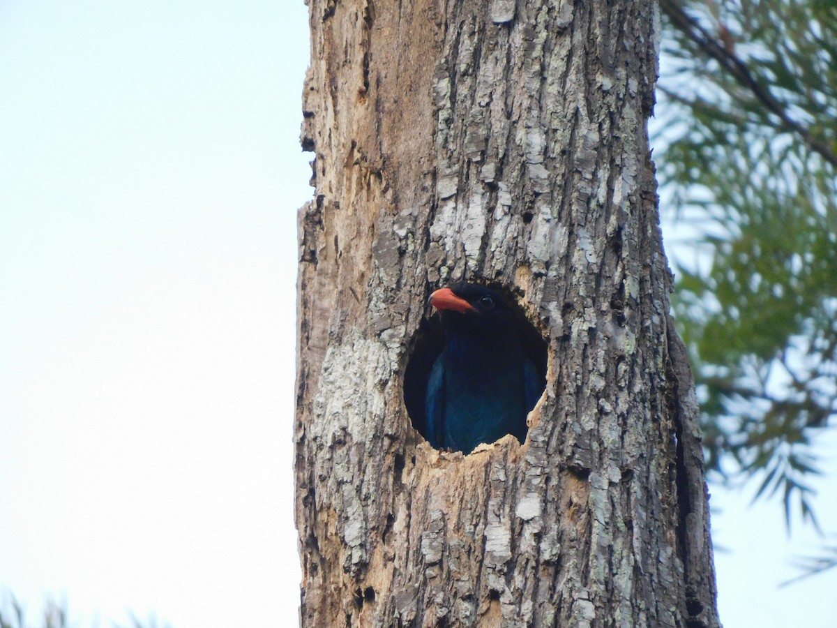 Dollarbird - ML626279883