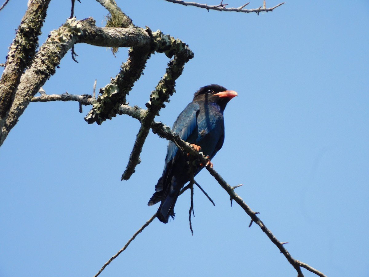 Dollarbird - ML626279887