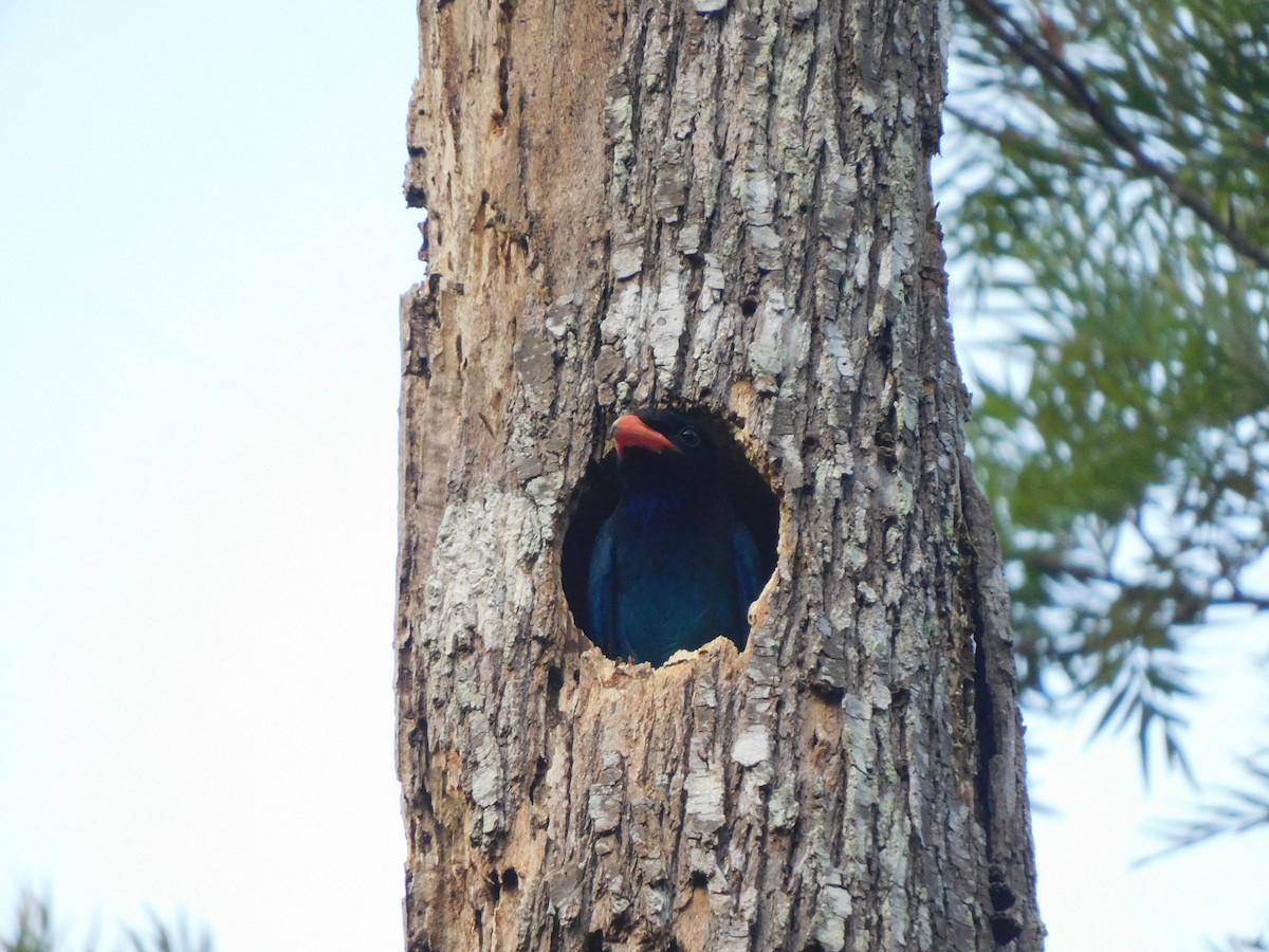 Dollarbird - ML626279890