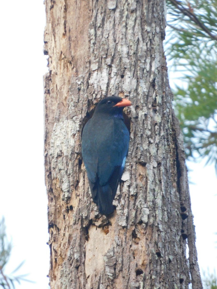 Dollarbird - ML626279898