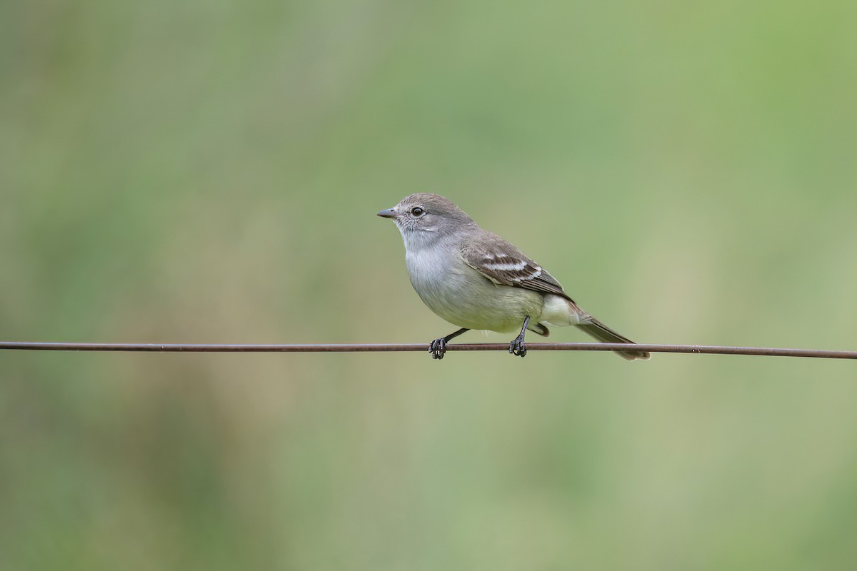 Southern Scrub-Flycatcher - ML626280003