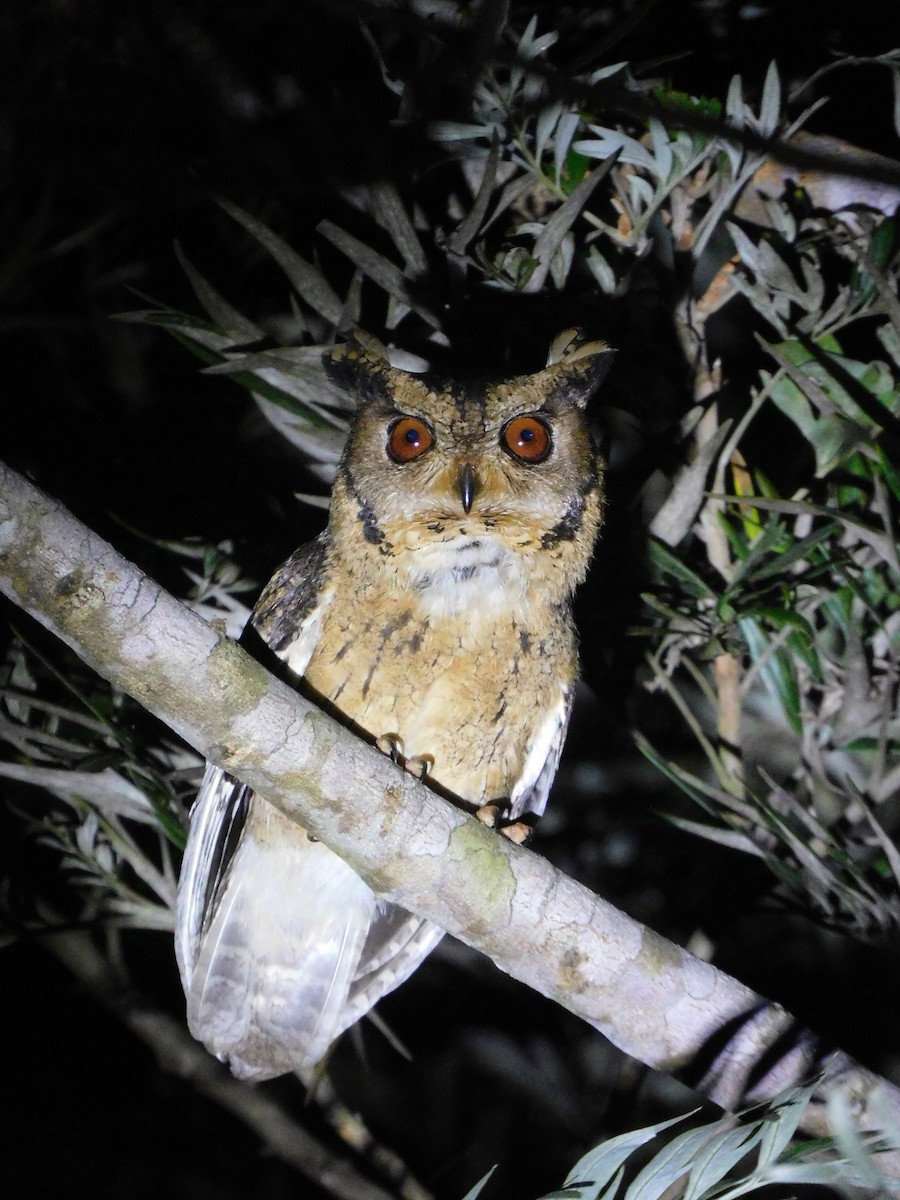 Indian Scops-Owl - ML626280051