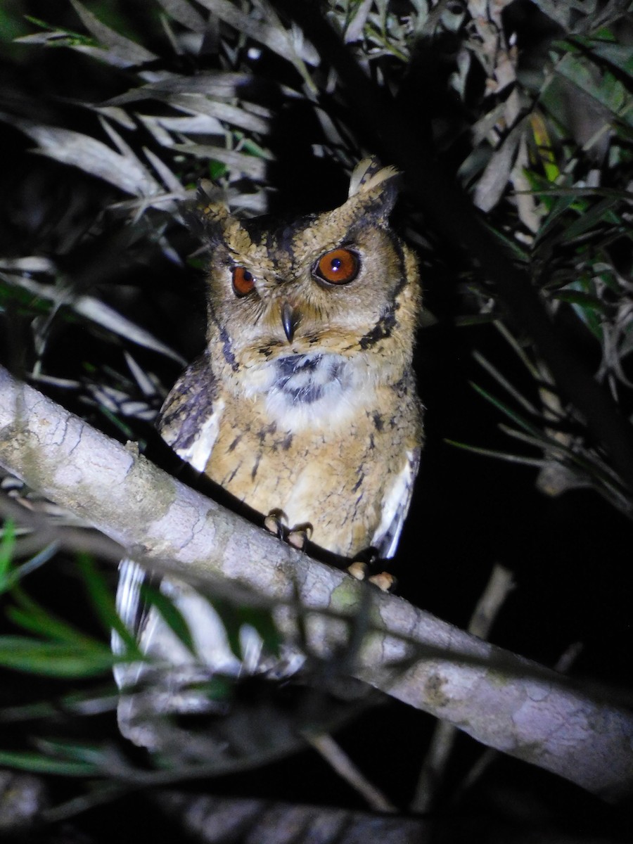 Indian Scops-Owl - ML626280052