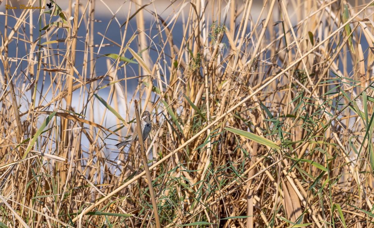 Reed Bunting - ML626280087