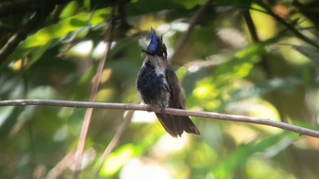 Purple-crowned Plovercrest - ML626280101