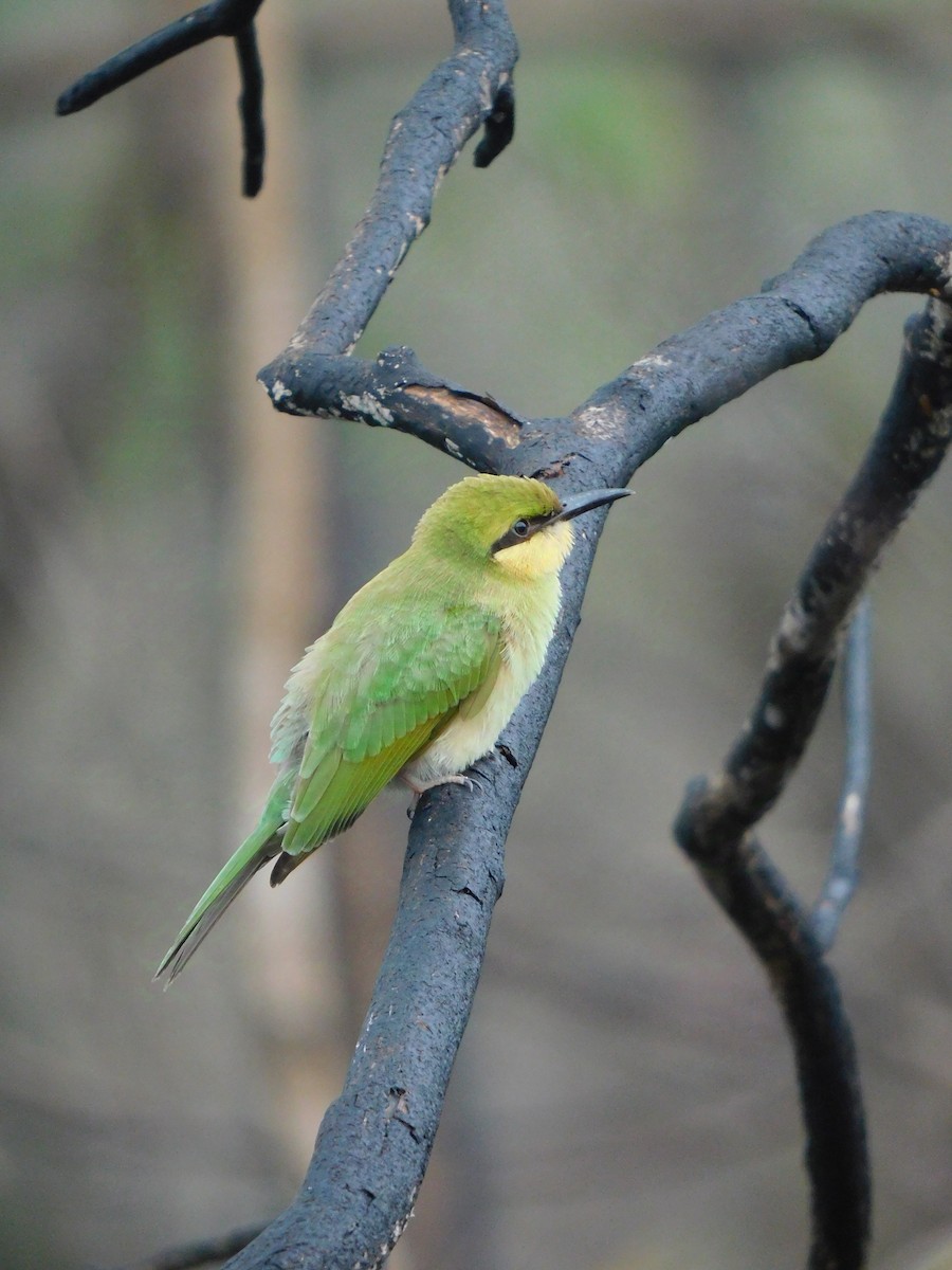 Asian Green Bee-eater - ML626280109