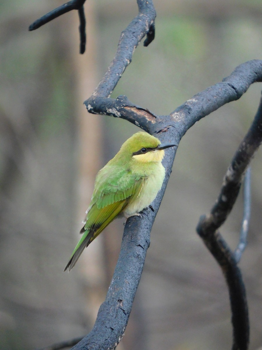 Asian Green Bee-eater - ML626280110