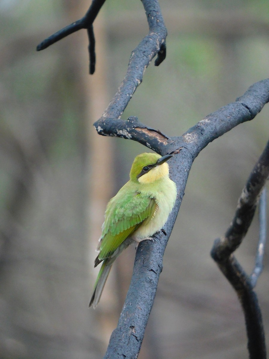 Asian Green Bee-eater - ML626280111