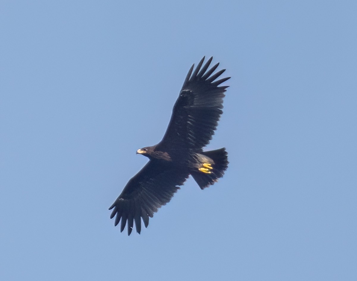 Greater Spotted Eagle - ML626280165