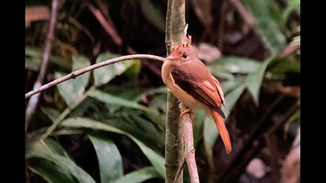 Atlantic Royal Flycatcher - ML626280289