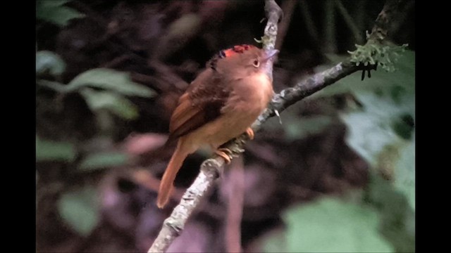 Atlantic Royal Flycatcher - ML626280291