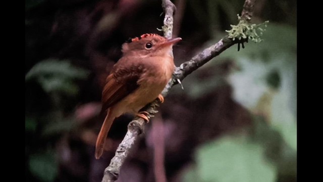 Atlantic Royal Flycatcher - ML626280292