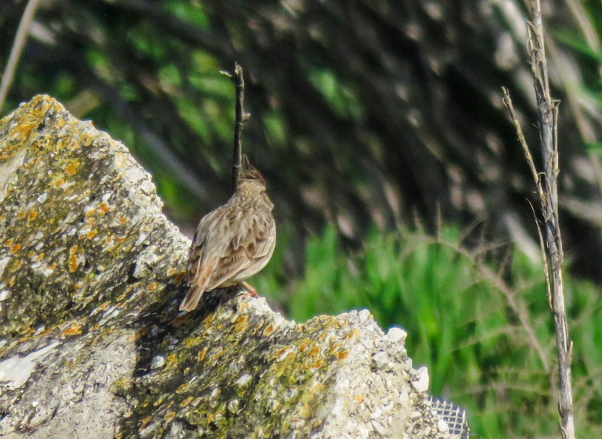 Kutturlio mokolaburra - ML626280300