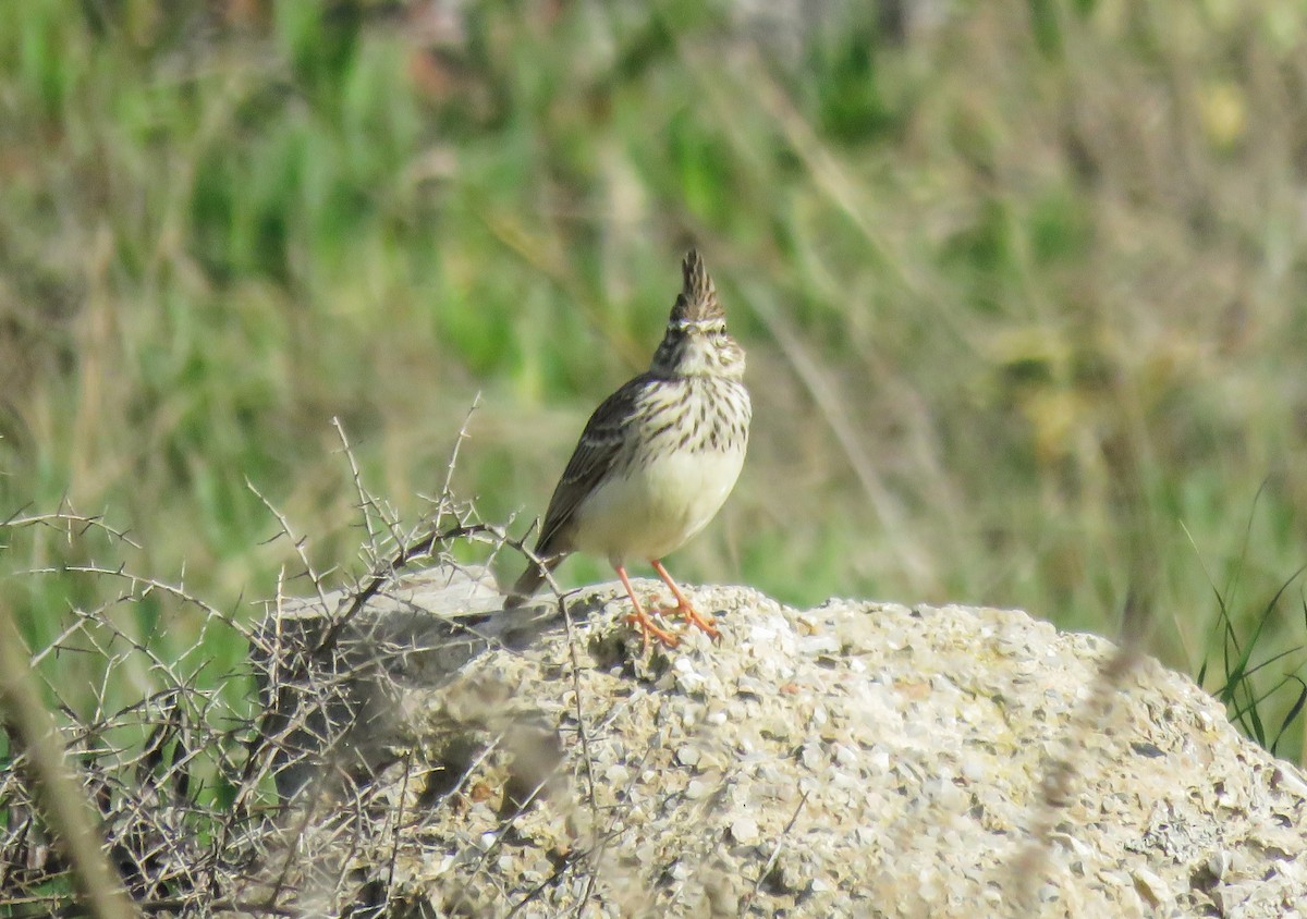 Kutturlio mokolaburra - ML626280301