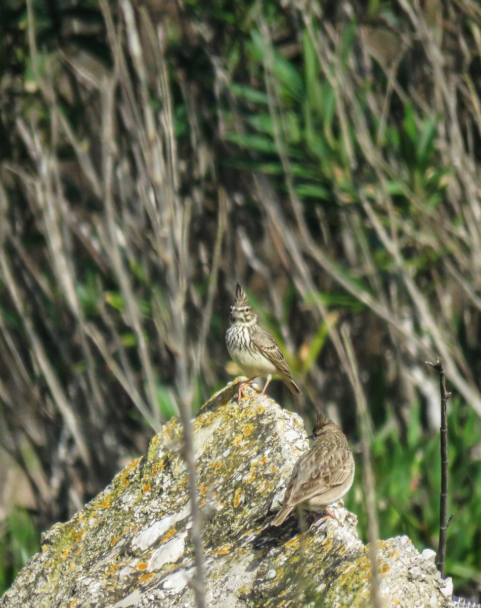 Kutturlio mokolaburra - ML626280302