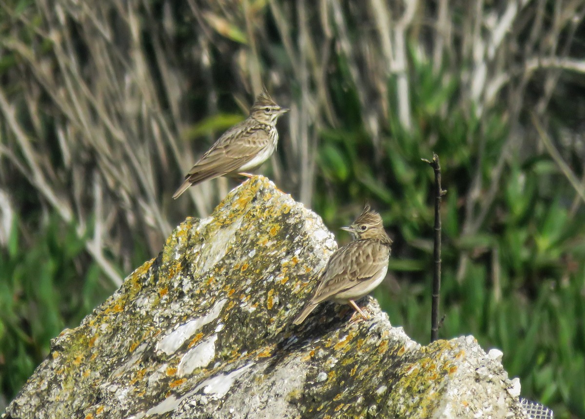 Kutturlio mokolaburra - ML626280303