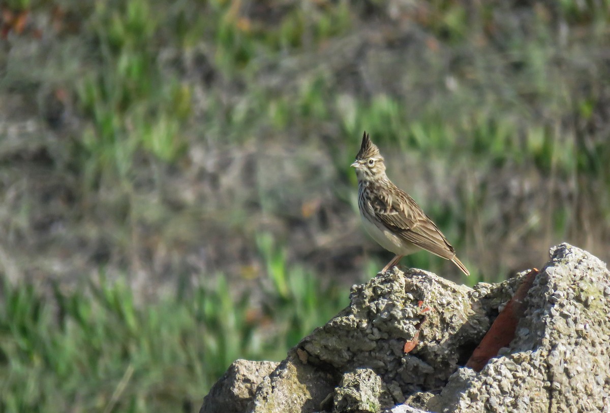 Kutturlio mokolaburra - ML626280304