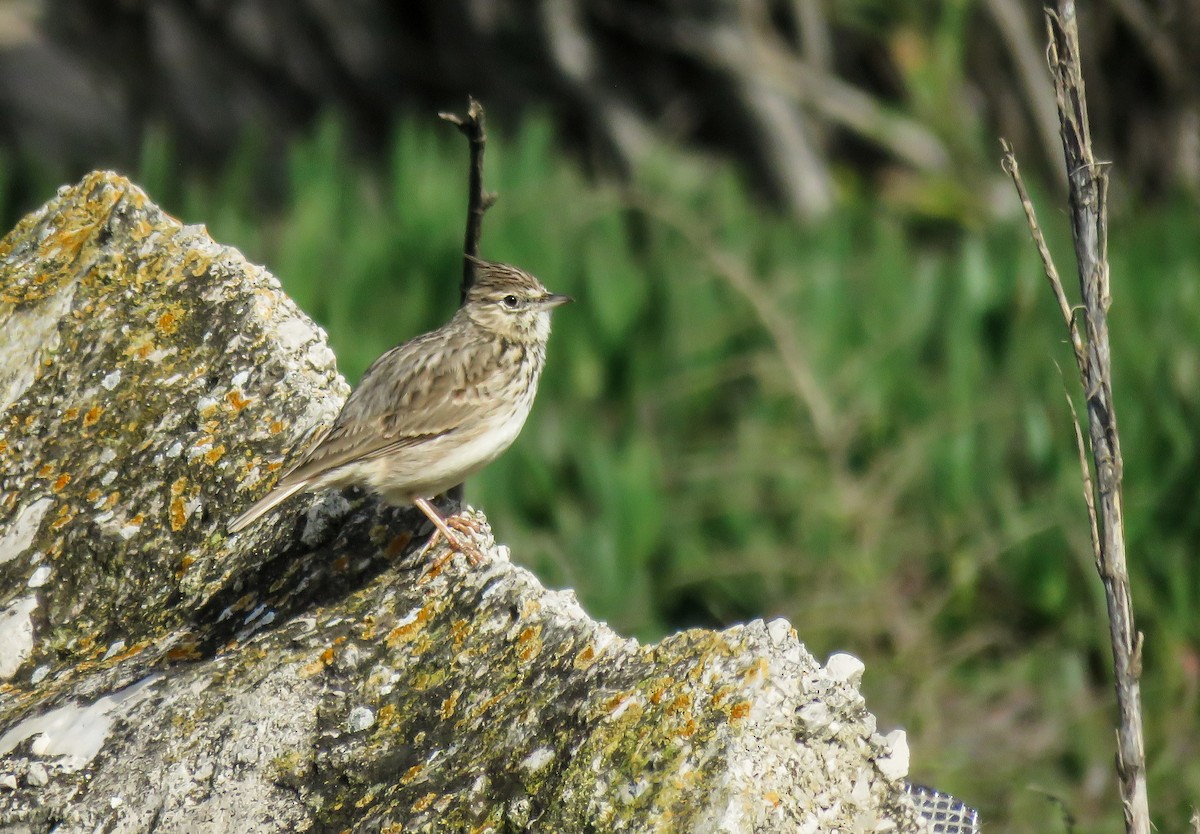 Kutturlio mokolaburra - ML626280305