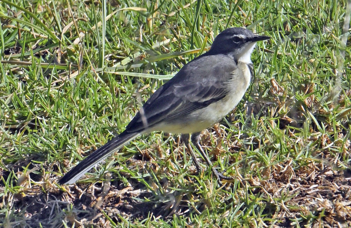 Cape Wagtail - ML626280656