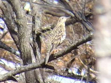 White's Thrush - ML626281289