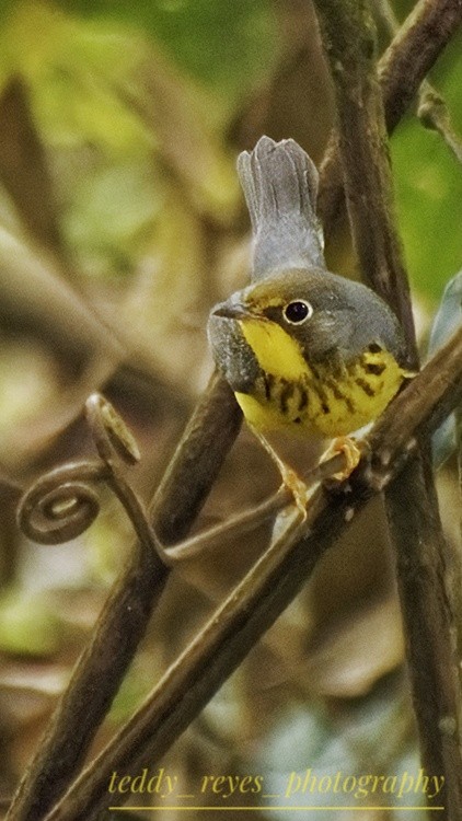 Canada Warbler - ML626281300