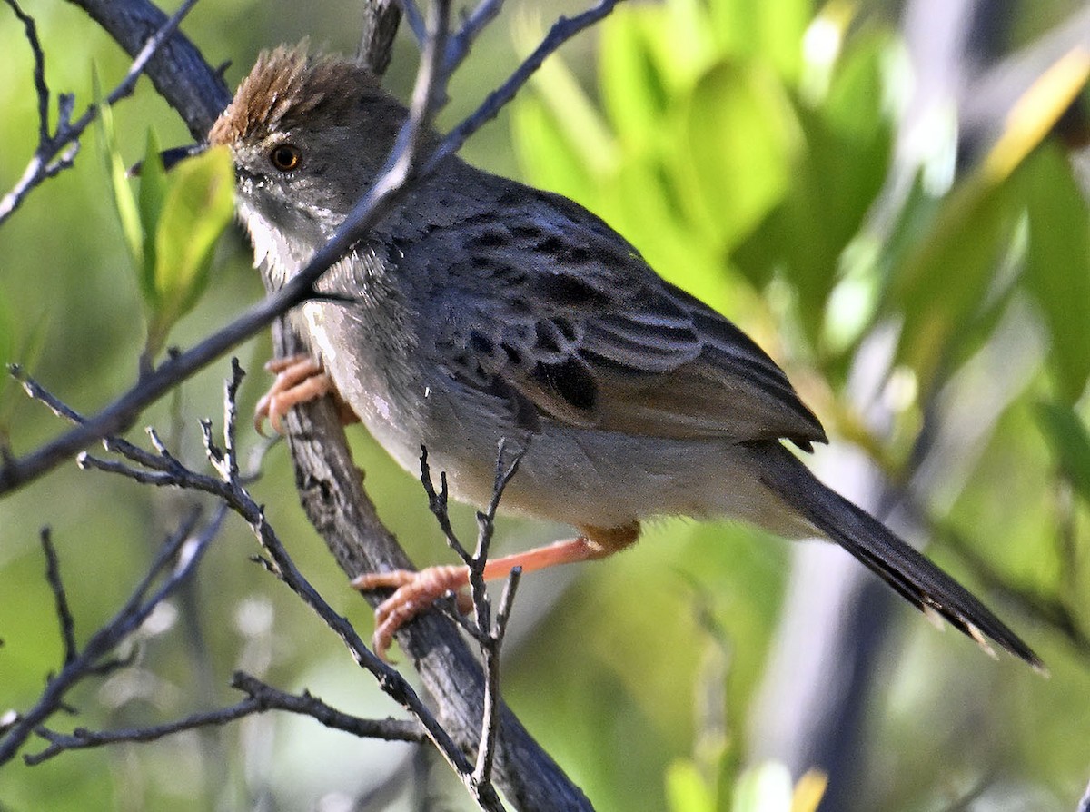 Boran Cisticola - ML626281420