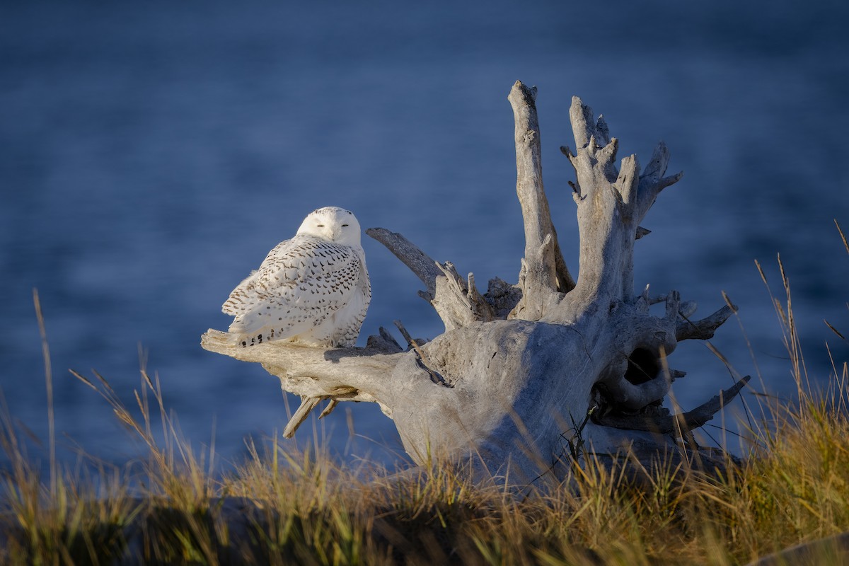 Snowy Owl - ML626281447