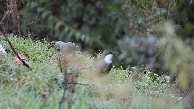 White-throated Laughingthrush - ML626281566