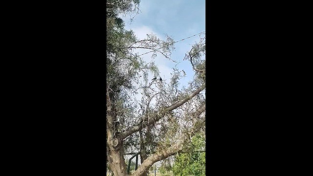 ナキコウウチョウ - ML626281926
