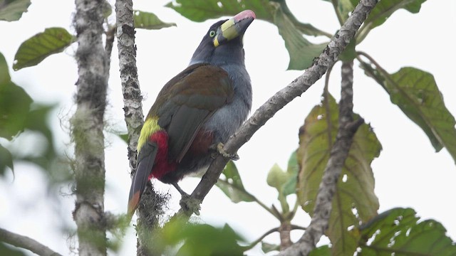 Gray-breasted Mountain-Toucan - ML626281927