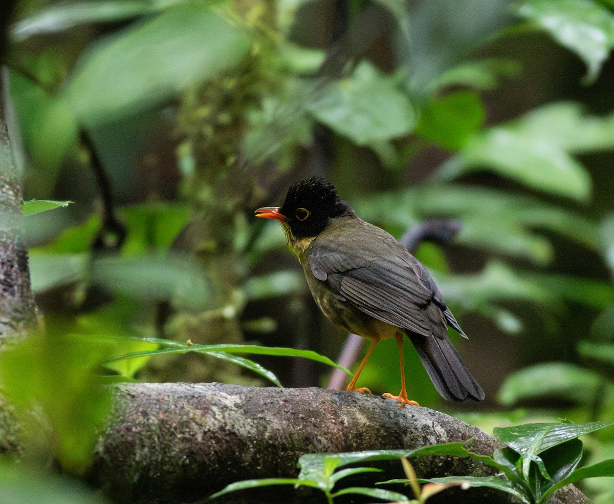 Speckled Nightingale-Thrush - ML626282066