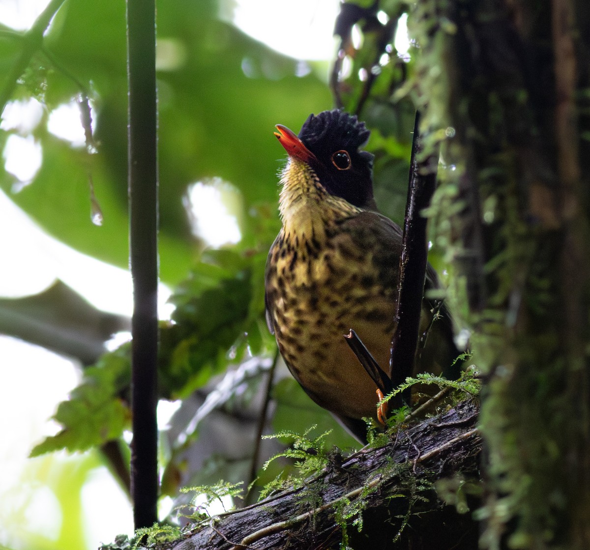 Speckled Nightingale-Thrush - ML626282067