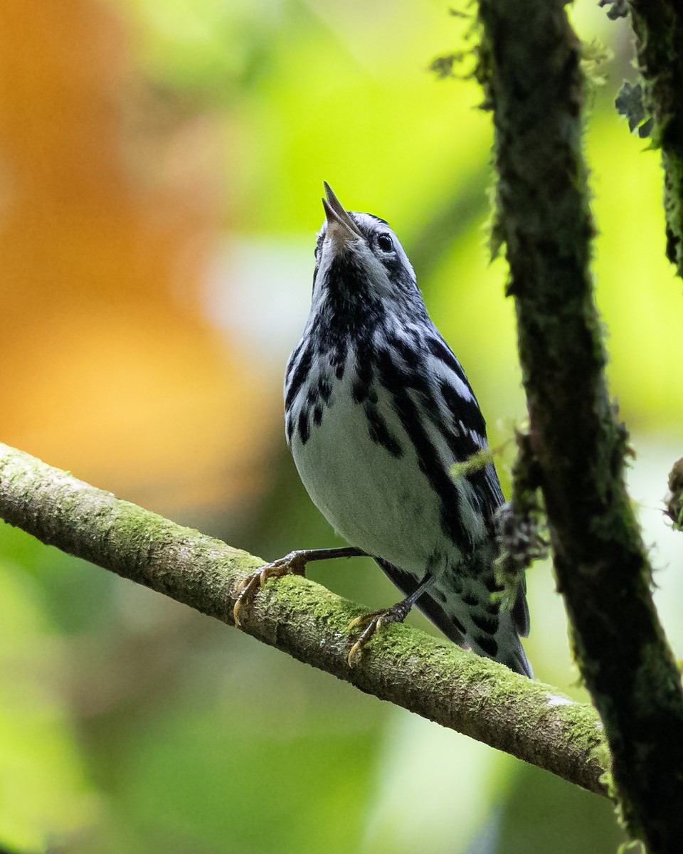 Black-and-white Warbler - ML626282118