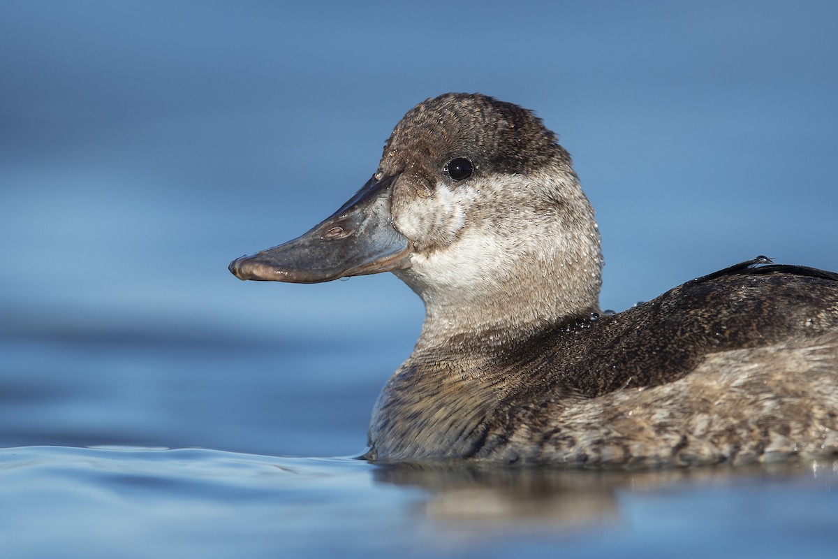 Ruddy Duck - ML626282271