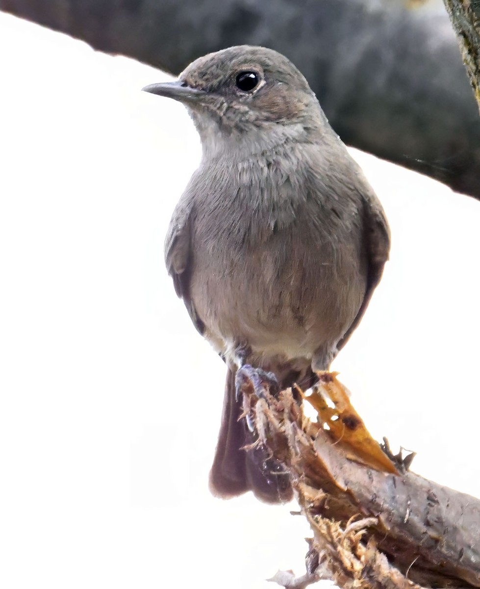 Brown-tailed Chat - ML626282300