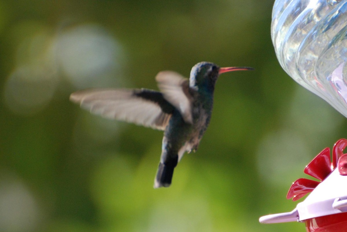 Broad-billed Hummingbird - ML626282312
