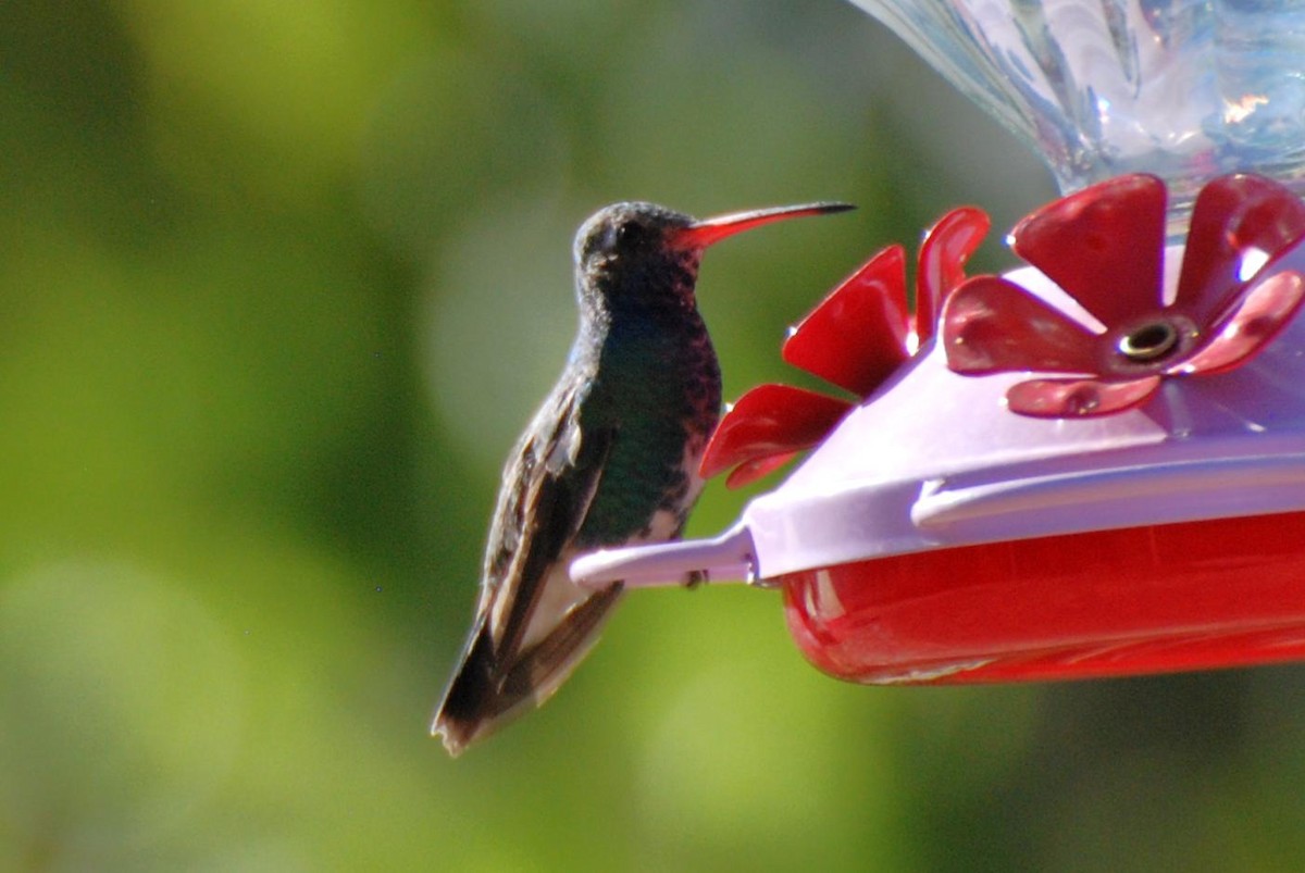 Broad-billed Hummingbird - ML626282313