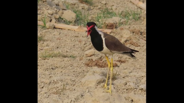 Red-wattled Lapwing - ML626282332