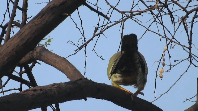 Yellow-footed Green-Pigeon - ML626282475