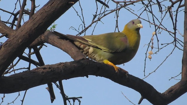 Yellow-footed Green-Pigeon - ML626282487