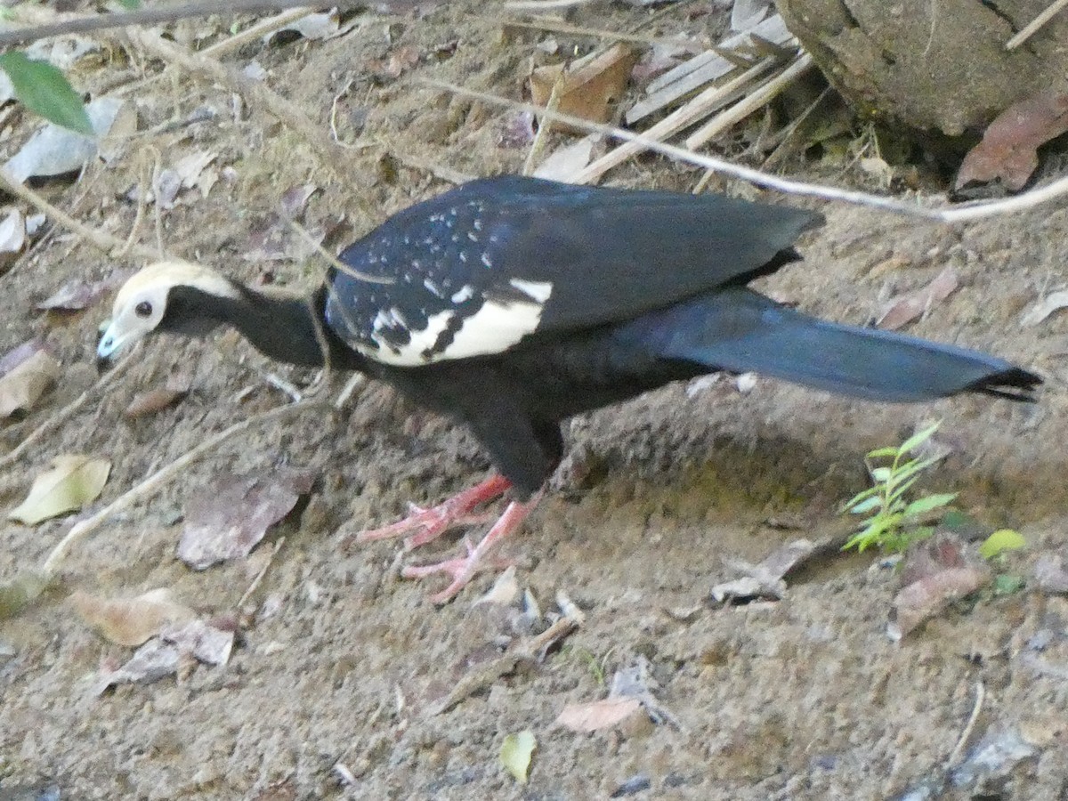 Blue-throated Piping-Guan - ML626282565