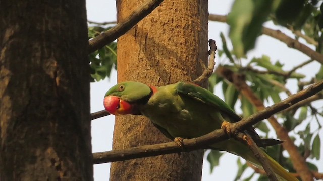 Alexandrine Parakeet - ML626282674
