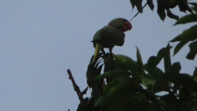Alexandrine Parakeet - ML626282676