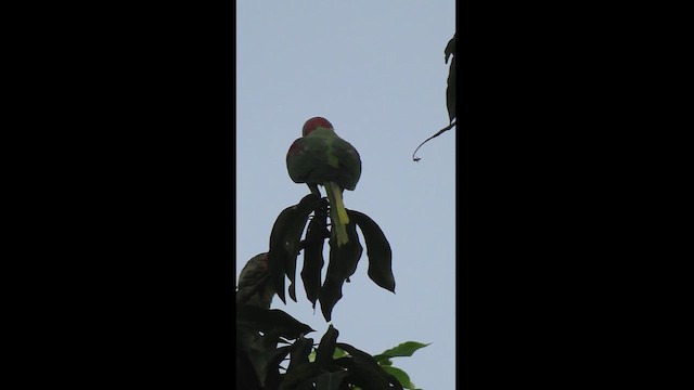 Alexandrine Parakeet - ML626282679
