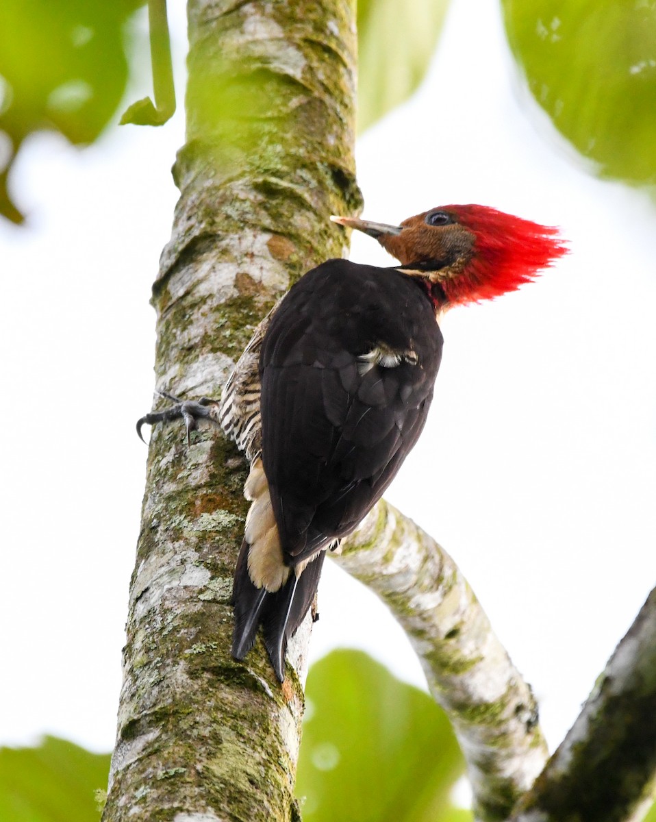 Helmeted Woodpecker - ML626282804