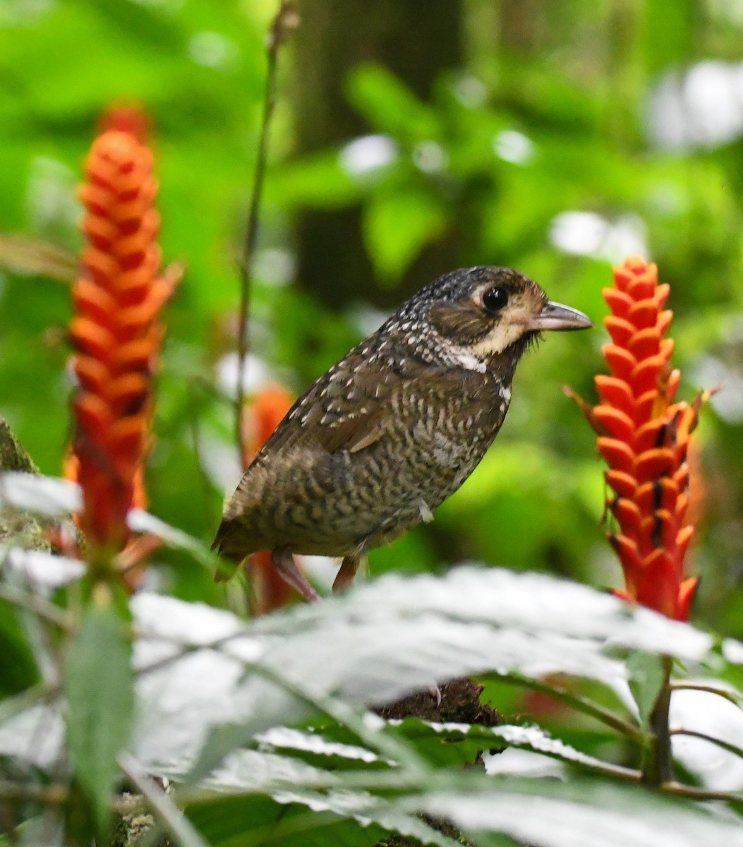 Variegated Antpitta - ML626282810