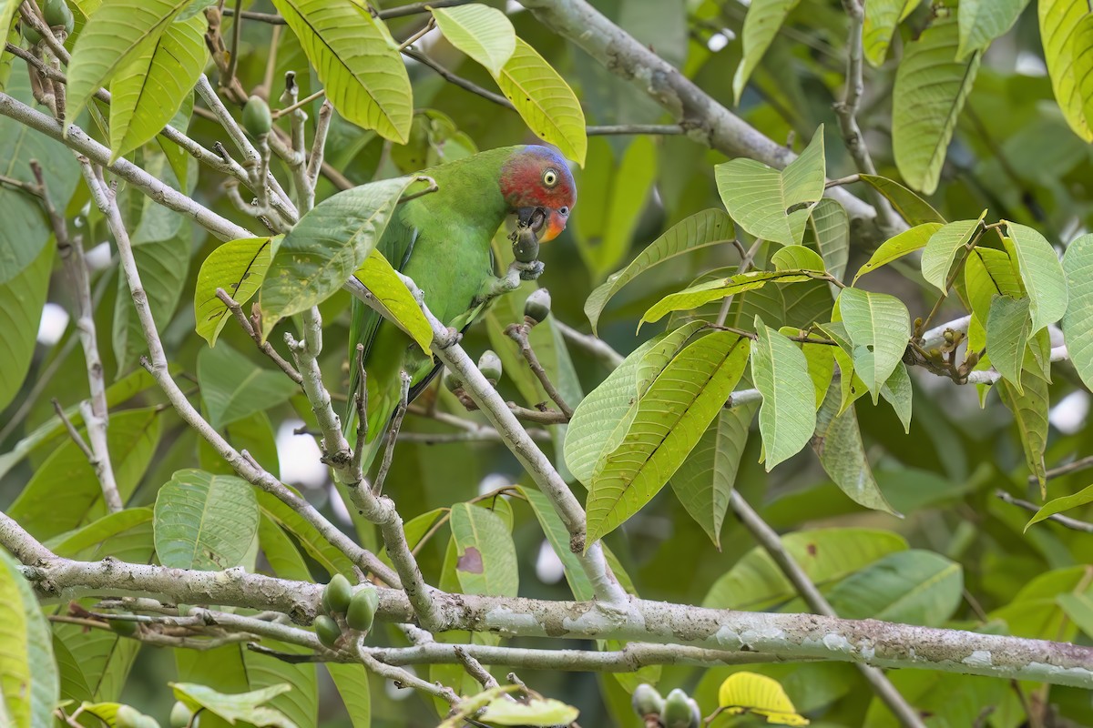 Red-cheeked Parrot - ML626282835