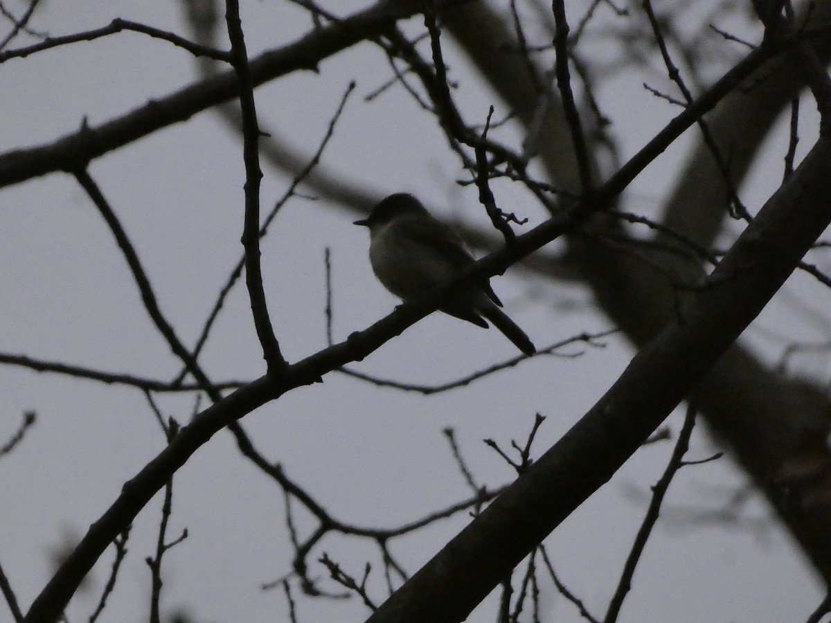 Eastern Phoebe - ML626282916
