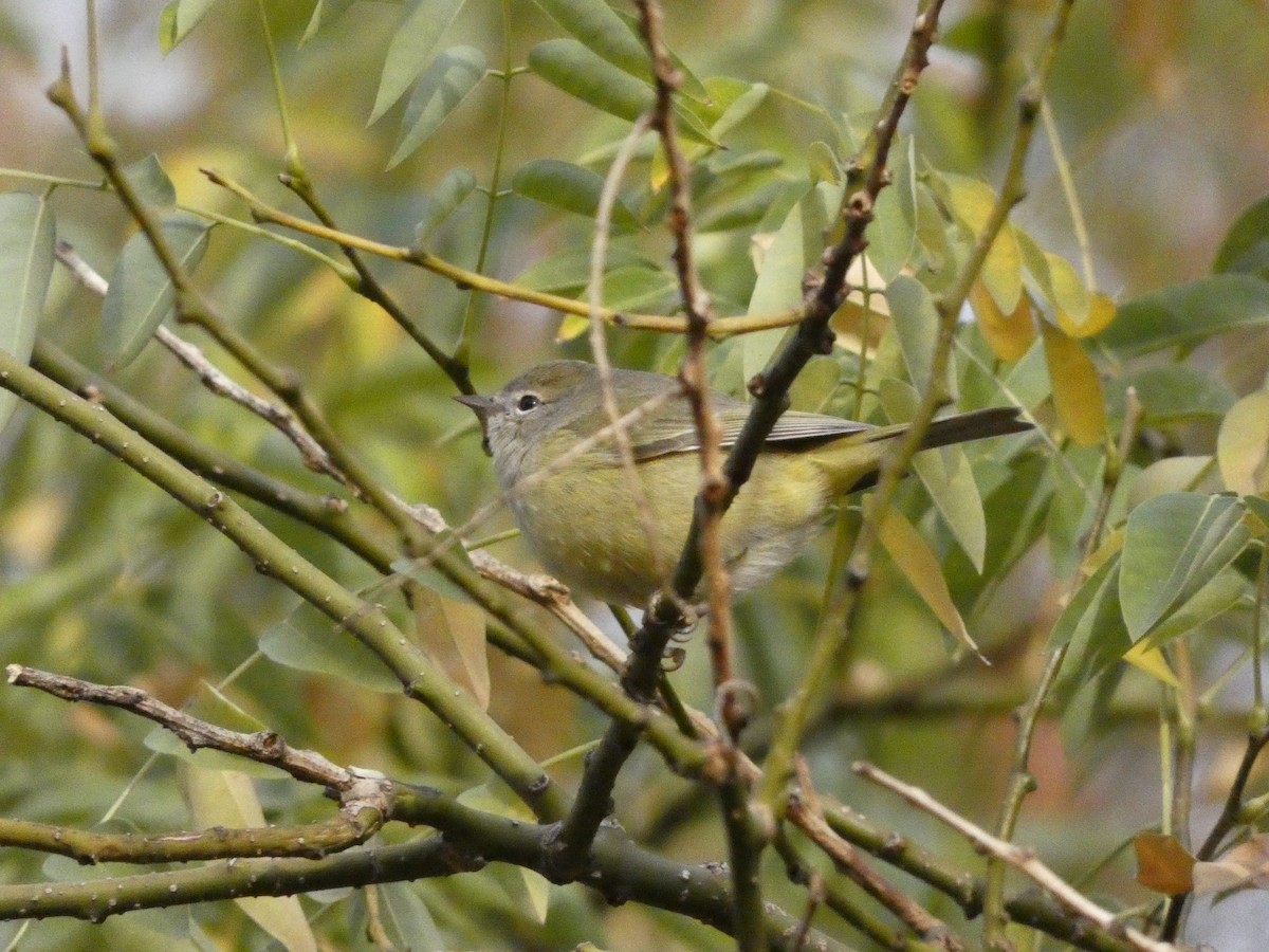 Orange-crowned Warbler - ML626282961