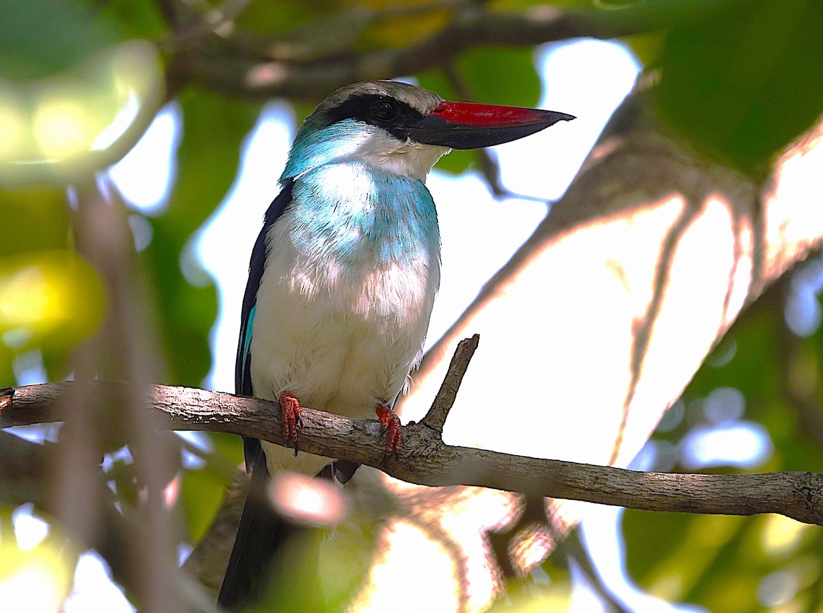 Blue-breasted Kingfisher - ML626282975